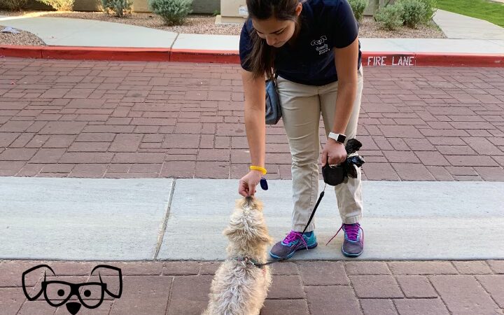 Nerd Puppy Animal Training - ,