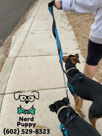 Nerd Puppy Animal Training - ,