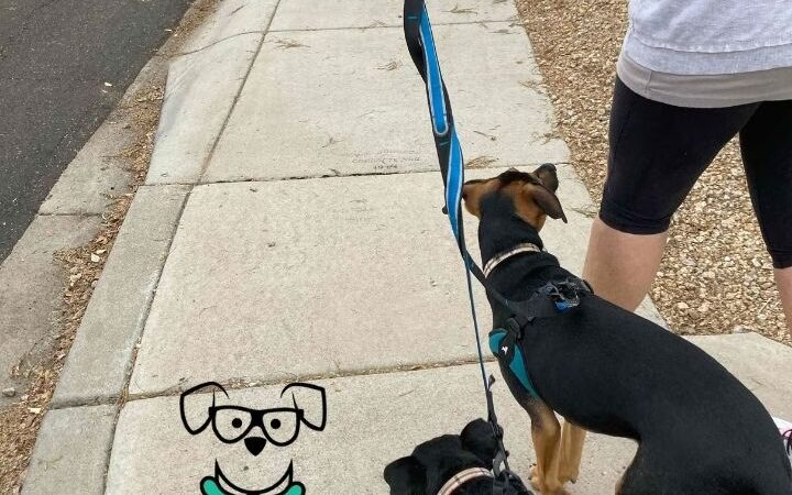 Nerd Puppy Animal Training - ,