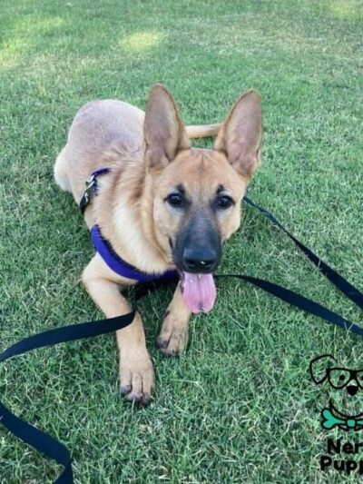 Nerd Puppy Animal Training - ,