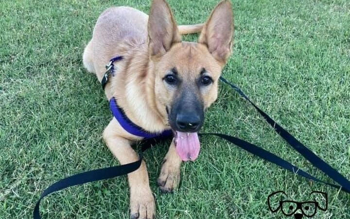 Nerd Puppy Animal Training - ,