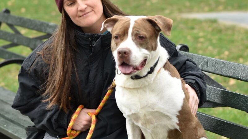 Ness Dog Behavior and Training - ,