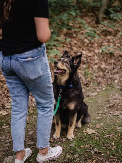 Ness Dog Behavior and Training - ,