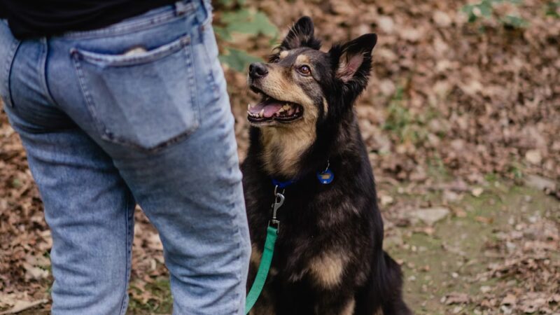 Ness Dog Behavior and Training - ,