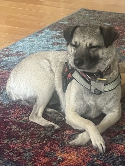 Ness Dog Behavior and Training - ,