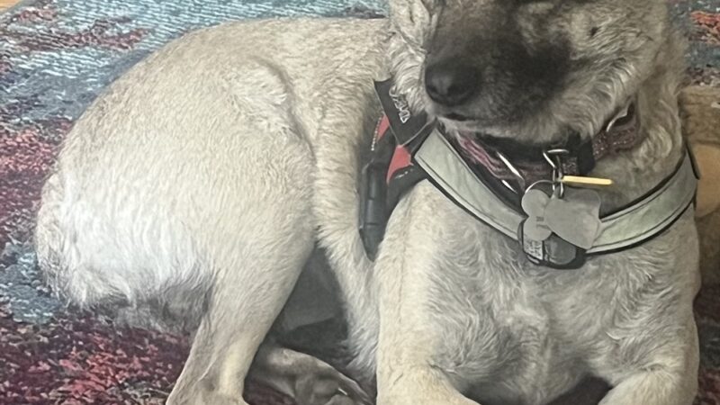 Ness Dog Behavior and Training - ,