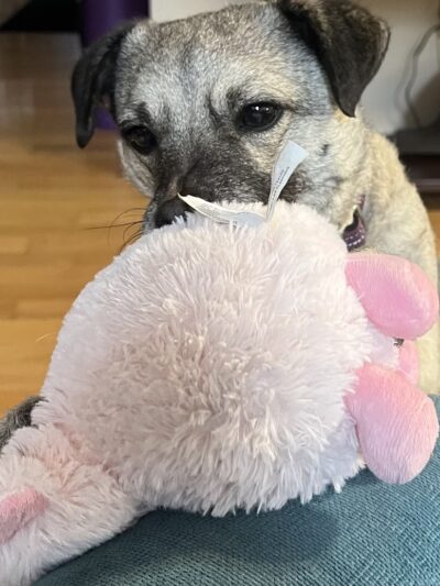 Ness Dog Behavior and Training - ,