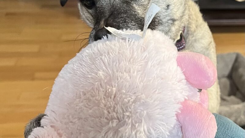 Ness Dog Behavior and Training - ,