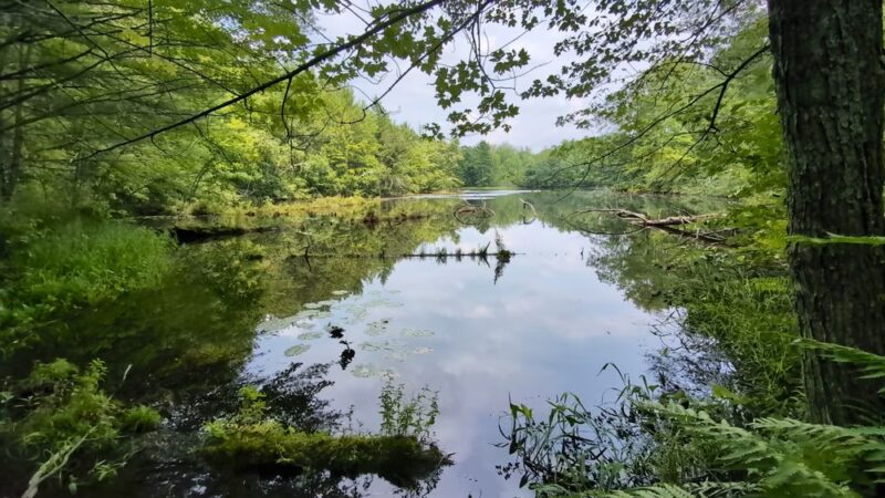 Town Line Lake & Woods State Natural Area - New Auburn, WI