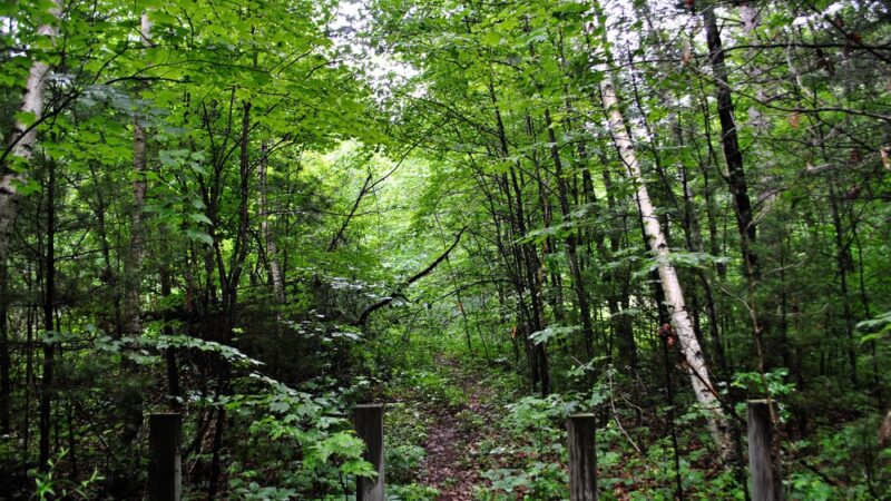 Town Line Lake & Woods State Natural Area - New Auburn, WI
