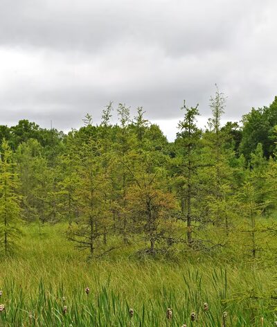 Town Line Lake & Woods State Natural Area - New Auburn, WI