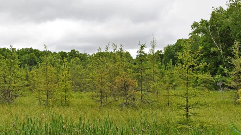 Town Line Lake & Woods State Natural Area - New Auburn, WI