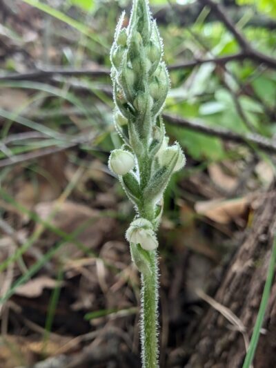 Town Line Lake & Woods State Natural Area - New Auburn, WI