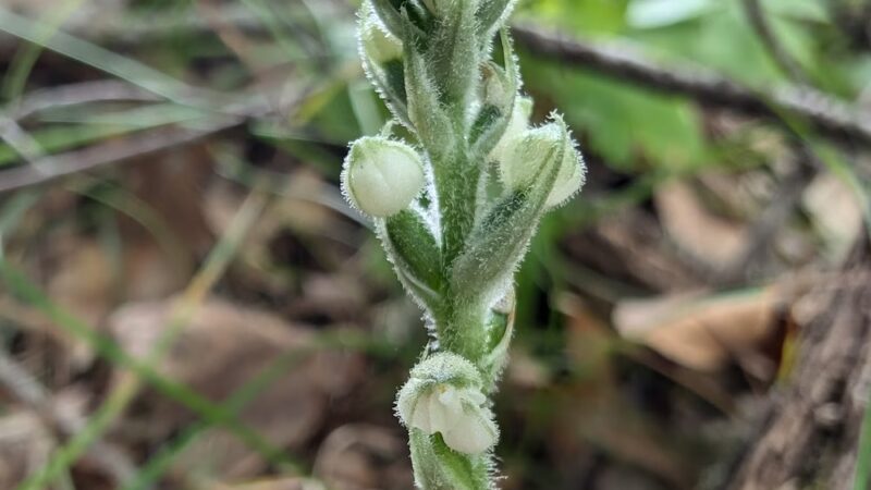 Town Line Lake & Woods State Natural Area - New Auburn, WI