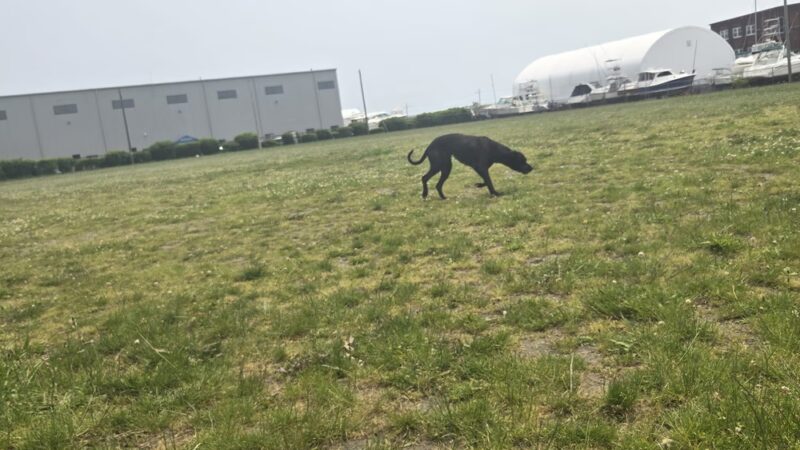 Ben Rose Field - New Bedford, MA
