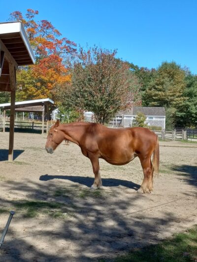 Buttonwood Park - New Bedford, MA