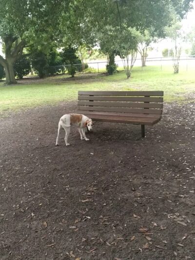 Dog Park (Monk Mallard Park) - New Bern, NC