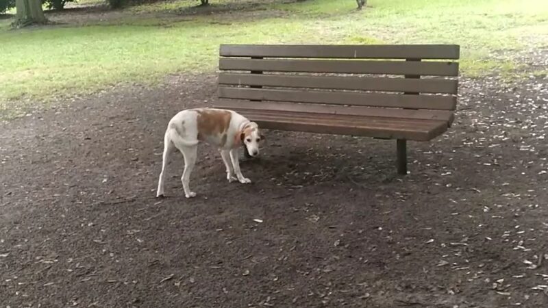 Dog Park (Monk Mallard Park) - New Bern, NC