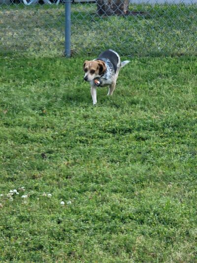 Dog Park (Monk Mallard Park) - New Bern, NC
