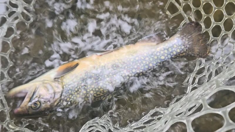 Wagners park - New Bloomfield, PA