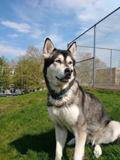 Washington Park On Carmody Street In New Britain, CT - New Britain, CT