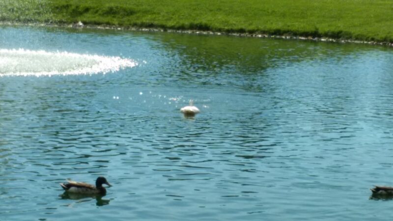 Scotland Meadows - New Castle, PA