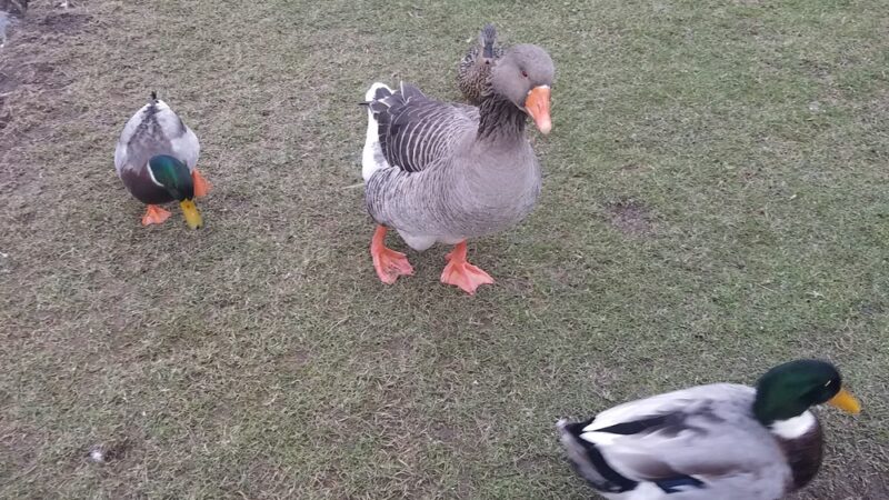 Scotland Meadows - New Castle, PA