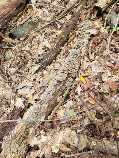 Gunton Park - New Castle, PA