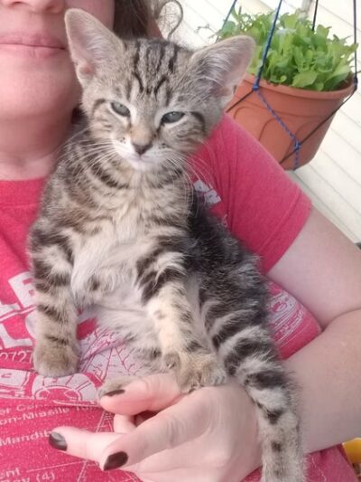 Lawrence County Humane Society - New Castle, PA