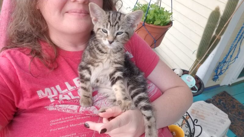 Lawrence County Humane Society - New Castle, PA