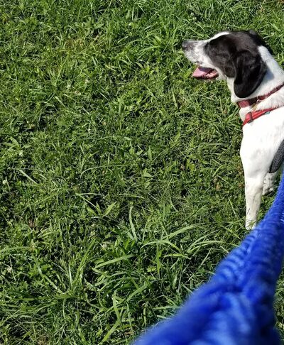 Lawrence County Humane Society - New Castle, PA