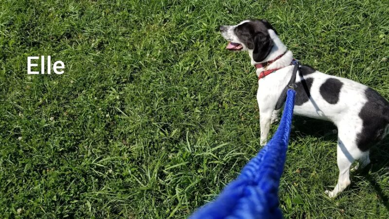 Lawrence County Humane Society - New Castle, PA