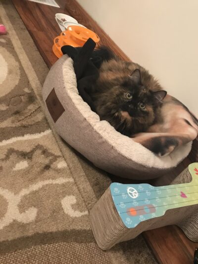 Lawrence County Humane Society - New Castle, PA