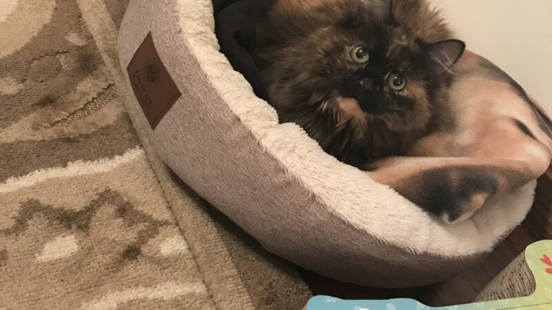 Lawrence County Humane Society - New Castle, PA