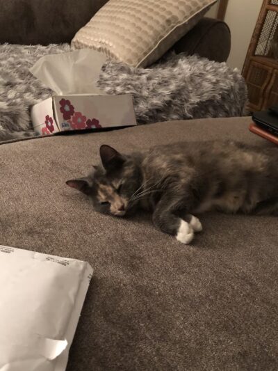 Lawrence County Humane Society - New Castle, PA