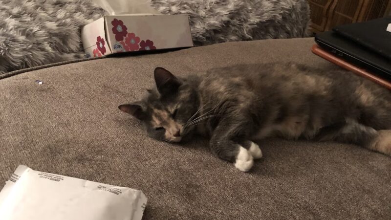 Lawrence County Humane Society - New Castle, PA