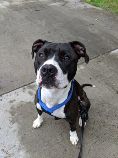 Lawrence County Humane Society - New Castle, PA