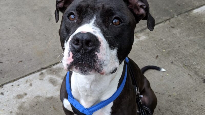 Lawrence County Humane Society - New Castle, PA