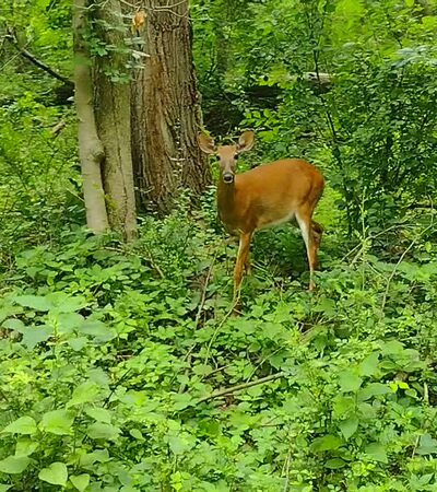 Neshannock Trail - New Castle, PA