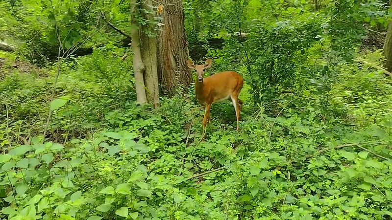 Neshannock Trail - New Castle, PA