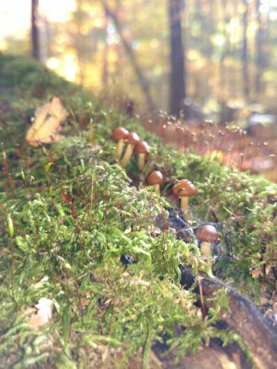 Pearson Park - New Castle, PA