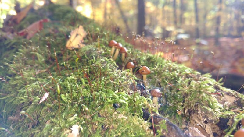 Pearson Park - New Castle, PA