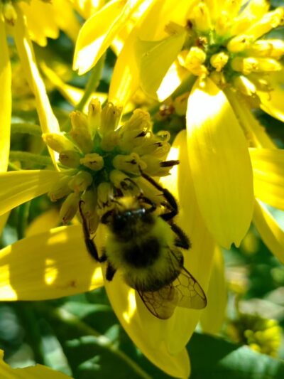 Pearson Park - New Castle, PA