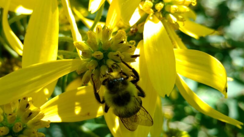 Pearson Park - New Castle, PA
