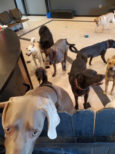 The Barking Lot of Lawrence County - New Castle, PA