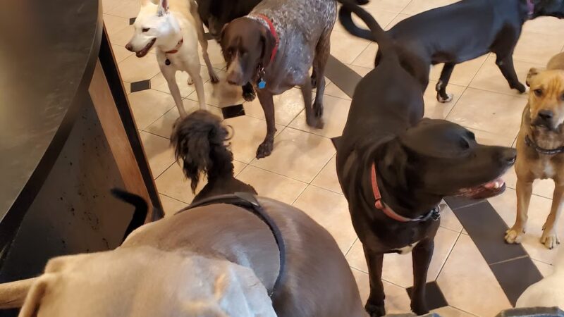 The Barking Lot of Lawrence County - New Castle, PA