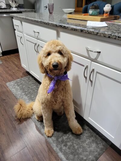 The Barking Lot of Lawrence County - New Castle, PA