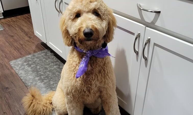 The Barking Lot of Lawrence County - New Castle, PA