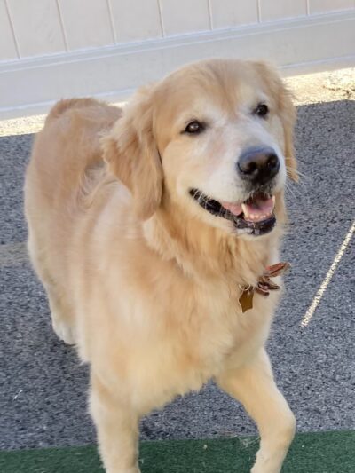 The Barking Lot of Lawrence County - New Castle, PA