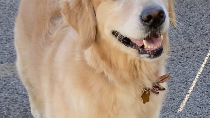 The Barking Lot of Lawrence County - New Castle, PA